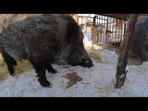 Видео: Кабан боксёр!!!! Нет равных!!!