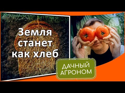 Видео: СДЕЛАЙ это ОСЕНЬЮ и ЗЕМЛЯ станет как ХЛЕБ