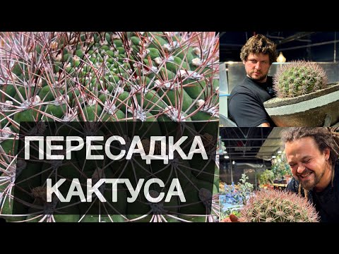 Видео: КАК ПЕРЕСАДИТЬ БОЛЬШОЙ КОЛЮЧИЙ КАКТУС ПРАВИЛЬНО, БЫСТРО, БЕЗОПАСНО, АККУРАТНО, ВЕСЕЛО И СО ВКУСОМ