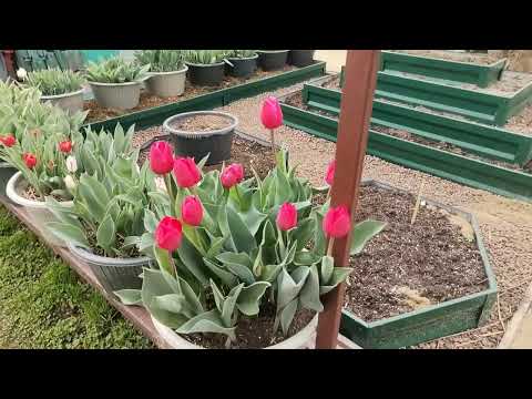 Видео: Хроники весеннего дня. Огородная текучка. Готовлю грядки к посадкам