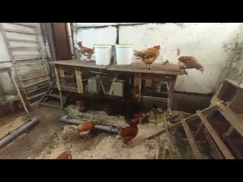 Видео: куры ломен браун. итоги двух лет содержания. рентабельность.