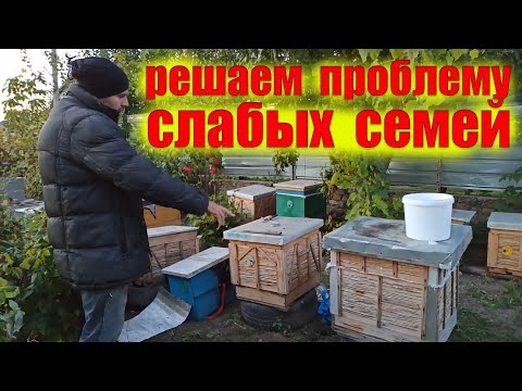 Видео: Что делать осенью со слабыми семьями отводками пчел на пасеке. Две семьи пчел зимуют в одном улье