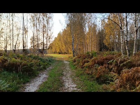 Видео: Грибные чудеса выживания. Стойкие красные солдатики...Спасибо, Лес, за дары твои!