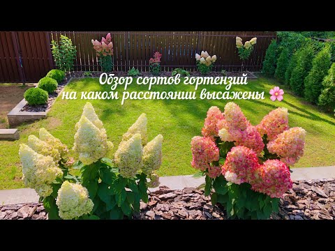 Видео: Метельчатые гортензии🌸сорта, характеристики, на каком расстоянии высажены.