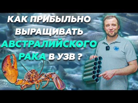 Видео: Обзор УЗВ ПО ВЫРАЩИВАНИЮ австралийского КРАСНОКЛЕШНЕГО РАКА | Бизнес идеи 2022