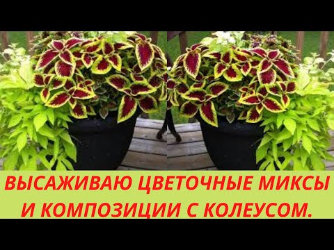 Видео: Высаживаю Колеус в кашпо.Составляю цветочные миксы и композиции с колеусом. С чем посадить колеус.