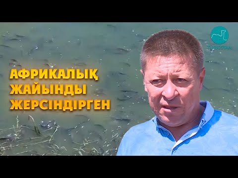 Видео: Түркістан облысында африкалық жайын өсіріледі