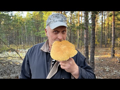 Видео: ГРИБНИКИ В ТАЙГЕ ! Хороший урожай белых грибов ! Боровики ! Грибы 2022 !