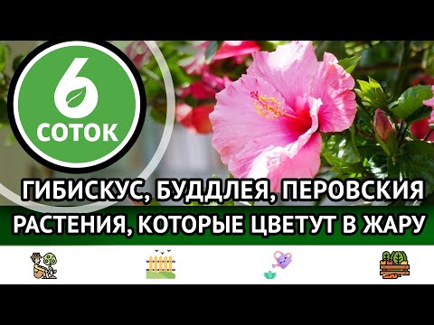 Видео: Гибискус, буддлея, перовския. Растения, которые цветут в жару. 6 соток 24.07.2023