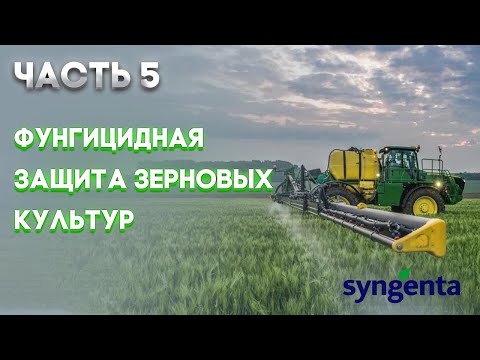 Видео: | ЗЕРНОВЫЕ  Часть 5 | Защита посевов зерновых культур от болезней | SYNGENTA |