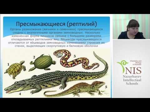 Видео: Биология. Размножение позвоночных. Кощегулова Б.Б