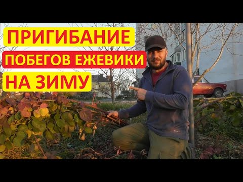 Видео: Укрытие ежевики на зиму - как я пригибаю побеги куста. Очень простой способ