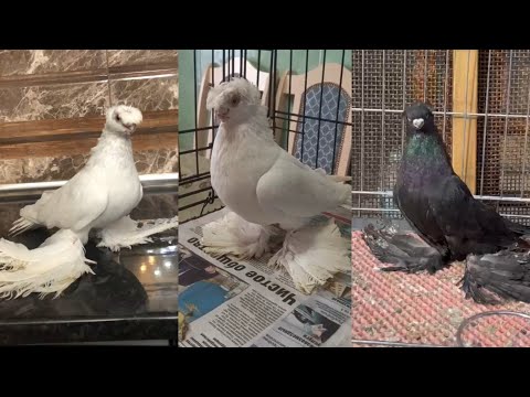 Видео: Хороших голубей дарят или покупают. Нават. Красный. Желтый. Жук. Двухчубые голуби. Tauben. Pigeons