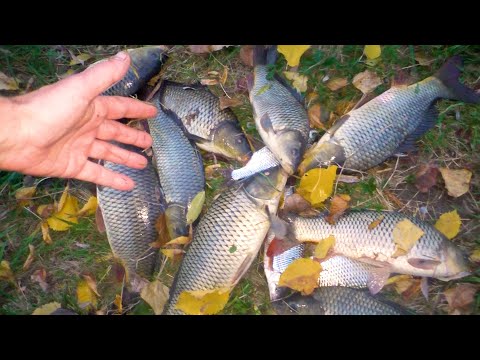 Видео: БЕШЕНЫЙ КЛЁВ САЗАНА в ноябре. На что ловить сазана в ноябре???  Учу сына ловить рыбу!  Река Днестр!