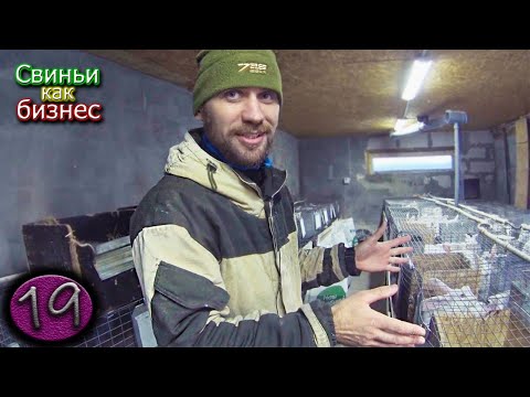 Видео: 🐰 Большой бизнес на кроликах