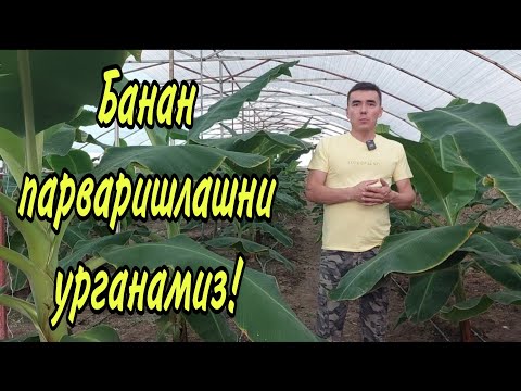 Видео: Банан парваришлашни урганамиз! 2-видео.