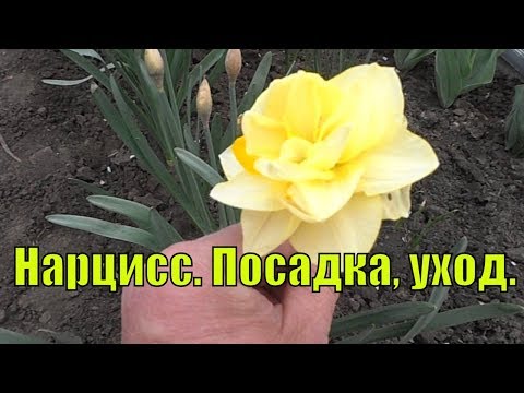 Видео: Нарцисс. Особенности посадки и ухода.