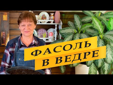 Видео: Фасоль в ведре для раннего урожая