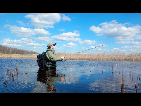 Видео: Нарешті можна! Перший вихід на щуку після заборони