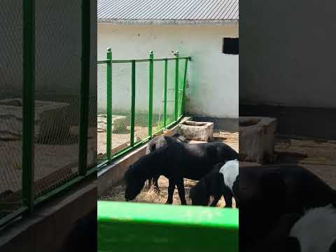 Видео: зопарги Душанбе