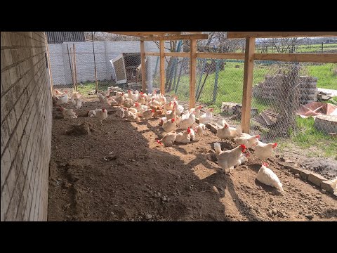 Видео: Заробіток на 400 курах несушках, це скільки?
