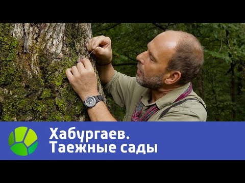 Видео: Таежные сады. Хабургаев в натуре | Живая Планета