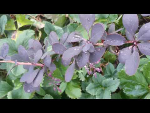 Видео: Зинаида Миркина   И все ушло  Остался только Бог