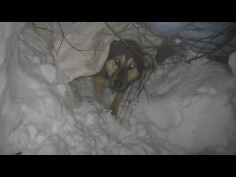 Видео: СПЛЮ НОЧЬЮ В СУГРОБЕ! Провёл почти СУТКИ В ЛЕСУ СТРОЯ НОЧЛЕГ!  bushcraft