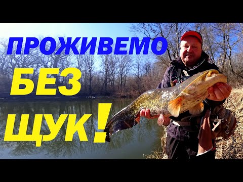 Видео: Як ловити в річці сома та судака? Та на спінінг. А коли? Під час заборони на щуку. Вони клюють )