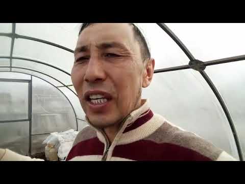 Видео: Жылыжай 6+3, артықшылығы және кемшілігі