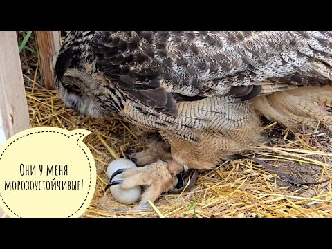 Видео: Сова Ёль кутает яйца от снега, Пёс Кубик радуется погоде. Курочки незаметно возвращаются зимовать?