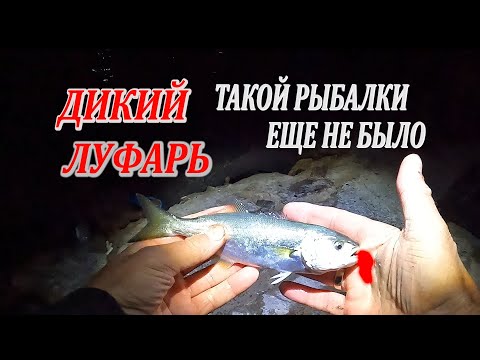 Видео: Ловля БЕШЕНОГО Луфаря! Рыбалка на Черном Море с Берега