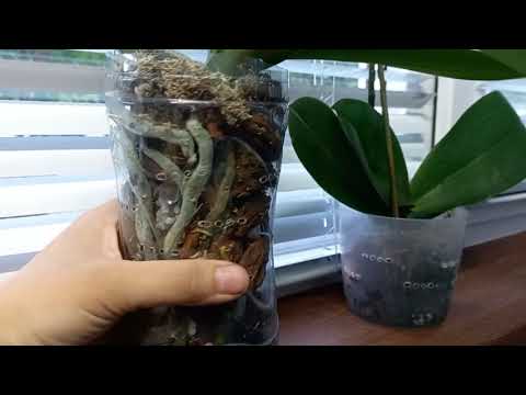 Видео: Кора дуба для орхидей. Тест.21 день. Результаты роста орхидей в этой коре.