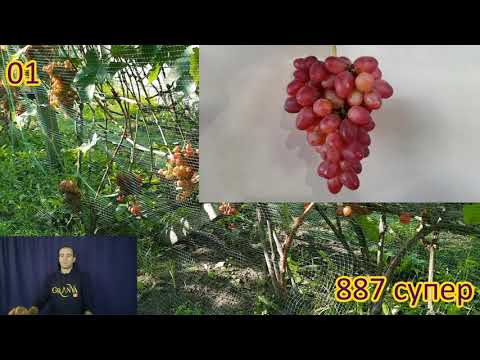 Видео: Аналітика 300+ сортів винограду (2/3 частина)