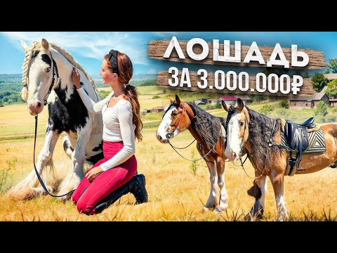 Видео: Куда сходить в Екатеринбурге? Конное хозяйство Smolla Horses