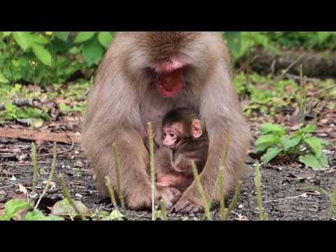 Видео: Откройте Волшебный Мир Обезьян Вдали от Проторенных Троп / monpai monyet baby bibi monkey