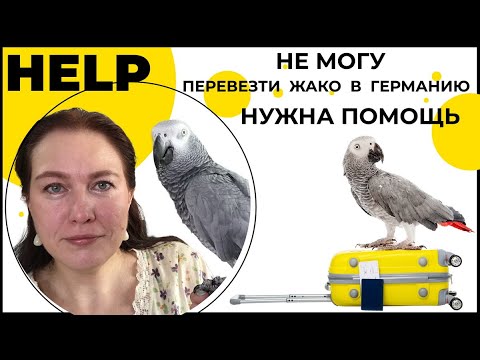 Видео: Помогите: Как перевезти ЖАКО в Германию?