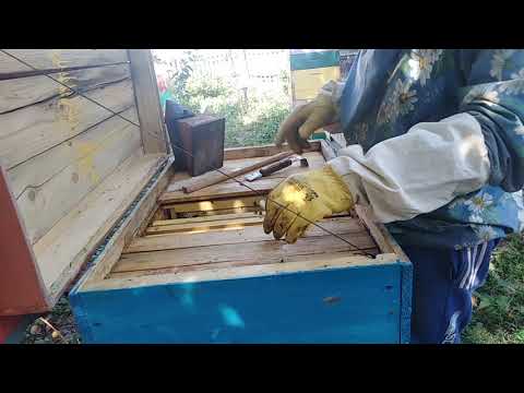 Видео: Пчеловодство, Отбор меда с улья лежака