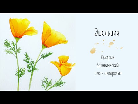 Видео: Эшольция. Ботанический скетч акварелью. Быстро и легко рисуем желтые цветы