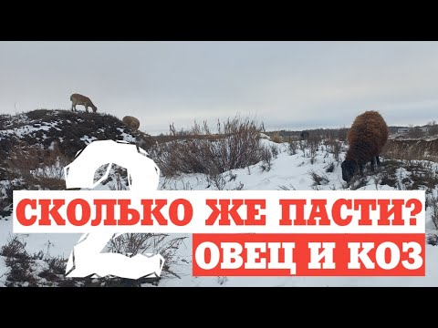 Видео: СКОЛЬКО ЖЕ ПАСТИ ОВЕЦ И КОЗ ПО ВРЕМЕНИ? Сколько часов нужно пасти овец и коз?