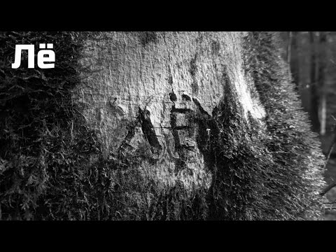 Видео: Про осенний лес и грибы.