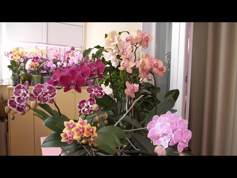 Видео: Орхидеи Сого Готрис, Блек Фейс, Квина, Пастелло Кисс... Особенности роста и содержания.