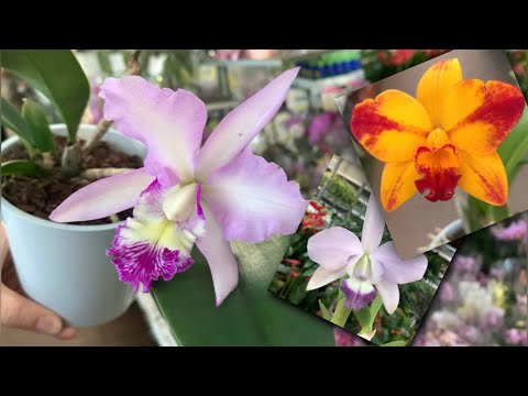 Видео: 1 мая в ОБИ. Интересная, но дорогая поставка ОРХИДЕЙ. «Зыринг» и восторги, не доходя до кассы.