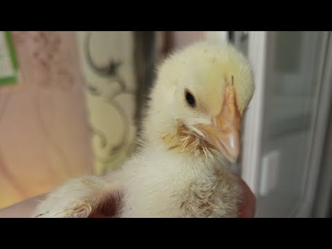 Видео: "Русские бройлеры" в квартире в прямом эфире!!🐤🐣🐥