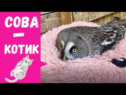 Видео: Сова Басик вылитый котик)