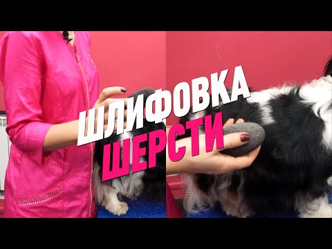 Видео: ШЛИФОВКА ШЕРСТИ СПАНИЕЛЕЙ / ТРИММИНГ / GROOM SCHOOL