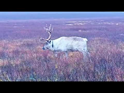 Видео: Дежурство пастуха / Помощник пастуха подгоняет стадо