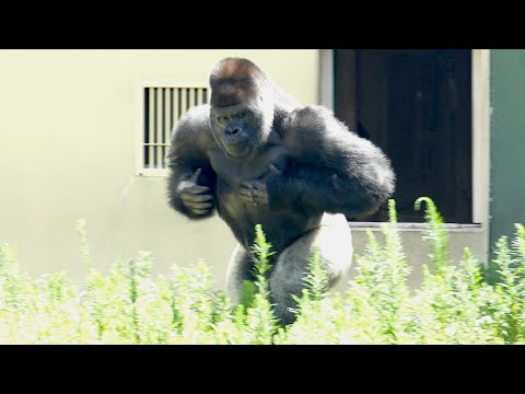 Видео: Серебряная спина неоднократно обращается к самке гориллы｜Shabani Group