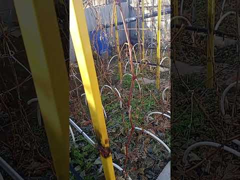 Видео: Виноград на Севере Казахстана.87770276650 Вацап для заказа черенков и саженцев