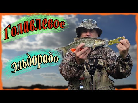 Видео: Голавлевое Эльдорадо! Наконец-то обловился!